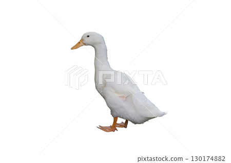 Duck white Duck white 130174882