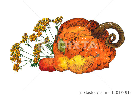 Bright, autumn composition of red apples, pumpkin, pear, tansy flowers. Hand-drawn illustration with watercolor and ink. Drawing for poster, print, scrapbooking. harvest, fruits, food, diet, vitamins Bright, autumn composition of red apples, pumpkin, pear, tansy flowers. Hand-drawn illustration with watercolor and ink. Drawing for poster, print, scrapbooking. harvest, fruits, food, diet, vitamins 130174913