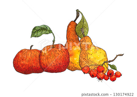 Bright autumn composition of apples, pears and hawthorn berries. Hand-drawn illustration with watercolor and ink. Drawing for poster, print, scrapbooking. Autumn, harvest, fruits, food, diet, vitamins 130174922
