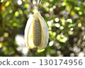 Akebi fruit 130174956