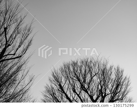 A winter forest lined with dead trees and the color of the sky before sunset 130175299