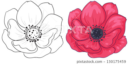 Red Anemone Flower Vector with Outline and Color Versions Red Anemone Flower Vector with Outline and Color Versions 130175459