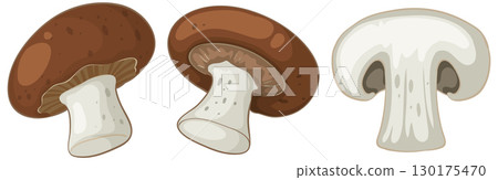 Brown Mushrooms Whole and Sliced Vector Illustration Brown Mushrooms Whole and Sliced Vector Illustration 130175470