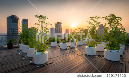 An AI-assisted rooftop garden with smart sensors and hydroponics setup growing fresh vegetables under warm light. Ideal for eco-tech and smart cities. 130175520