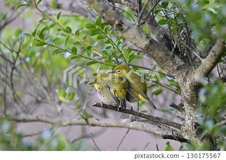 一對友善的日本繡眼鳥 130175567