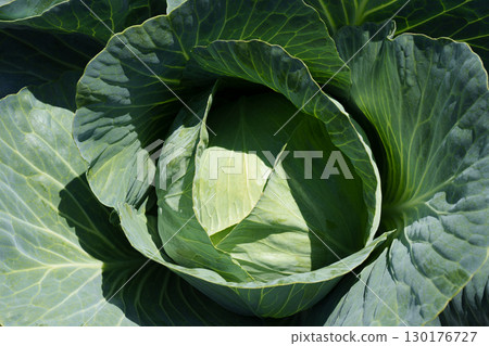Ripe green cabbage head. Cabbage is growing. Ripe green cabbage head. Cabbage is growing. 130176727