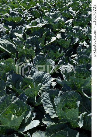Organic selected cabbage. Growing cabbage. Organic selected cabbage. Growing cabbage. 130176728