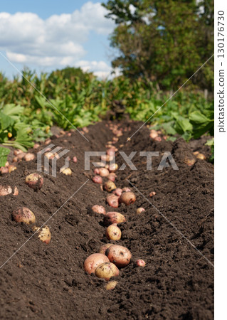 Potato harvest in the field after harvesting. Agrarian theme, natural products, organic farming, farming, agribusiness and ecology. Potato harvest in the field after harvesting. Agrarian theme, natural products, organic farming, farming, agribusiness and ecology. 130176730