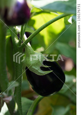 Eggplant on a bush - organic harvest in the garden. Eggplant on a bush - organic harvest in the garden. 130176731