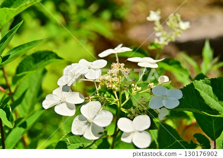 White decorative flowers of panicle White decorative flowers of panicle 130176902