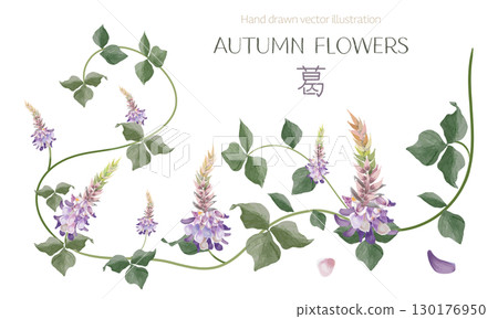 Watercolor illustration of kudzu (one of the seven herbs of autumn) Watercolor illustration of kudzu (one of the seven herbs of autumn) 130176950