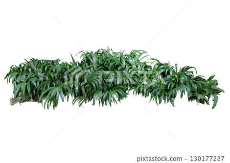 Dove Tail (Xiphidium caeruleum) plant Dove Tail (Xiphidium caeruleum) plant 130177287