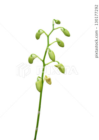 Stem of beautiful buds of orchid flower waiting to blossom Stem of beautiful buds of orchid flower waiting to blossom 130177292
