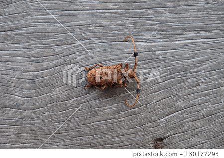 The beetle with the scientific name Aristobia freneyi The beetle with the scientific name Aristobia freneyi 130177293