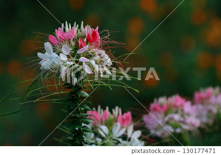 Pink and white cleome background green Pink and white cleome background green 130177471