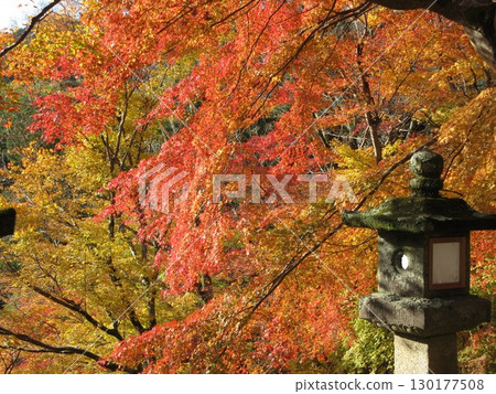 Stone lantern wrapped in autumn leaves Stone lantern wrapped in autumn leaves 130177508