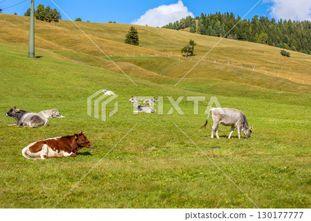 Cows resting on green grass pasture Cows resting on green grass pasture 130177777