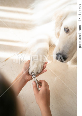 修剪黃金獵犬的指甲（寵物照顧） 130177795