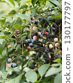 blueberry 130177797