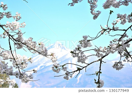 Mount Bandai and cherry blossoms in Aizu (Fukushima Prefecture) 130177949