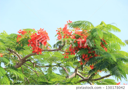 Okinawa's tropical flower, Delonix regia in full bloom, summer scenery 130178042