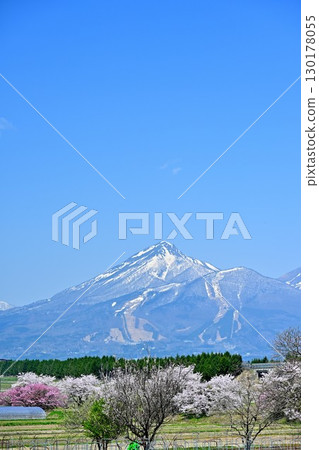 磐梯山和會津的櫻花(福島縣) 磐梯山和會津的櫻花(福島縣) 130178055