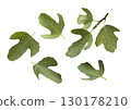 Fresh fig leaves 130178210