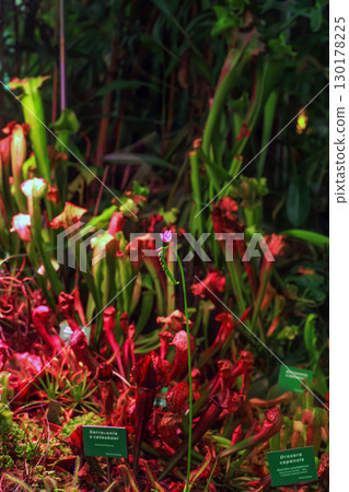 Pink inflorescence Drosera capensis (cape sundews) grow in botanical garden, selective focus 130178225