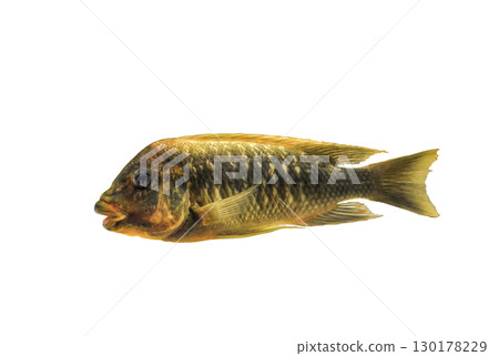 Petrochromis trewavasae cichlid fish isolated on white background, side view Petrochromis trewavasae cichlid fish isolated on white background, side view 130178229