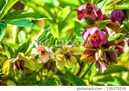 Purple Hellebores flowers grow in sunlight spring ornamental garden 130178230