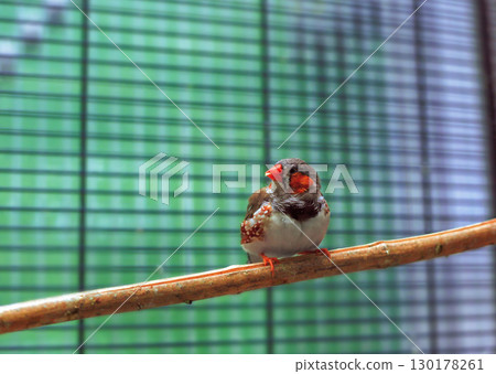 Sunda zebra finch (Taeniopygia guttata) little bird sitting on perch in cage Sunda zebra finch (Taeniopygia guttata) little bird sitting on perch in cage 130178261
