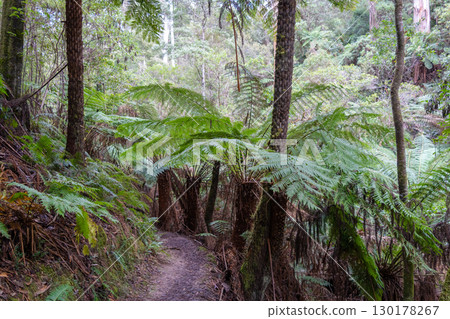 Hiking trail in forest along Cumberland River to Kalimna Falls, Great Ocean Road, Australia Hiking trail in forest along Cumberland River to Kalimna Falls, Great Ocean Road, Australia 130178267
