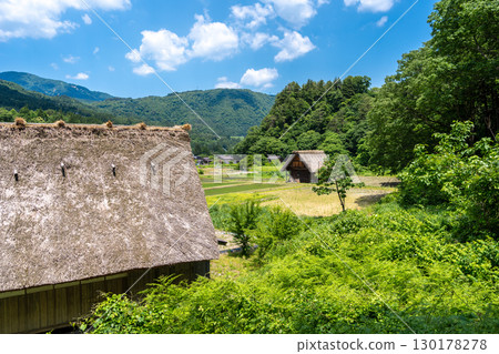 Traditional houses and rice fields in Shirakawa-go, rural Japan 130178278
