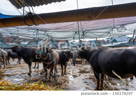 Buffaloes at Pasar Bolu market in Rantepao, Toraja, Sulawesi, Indonesia Buffaloes at Pasar Bolu market in Rantepao, Toraja, Sulawesi, Indonesia 130178297