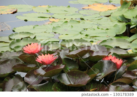 池塘裡漂浮的睡蓮－水邊的夏日風景 130178389