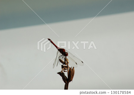 一隻紅蜻蜓停在一根枯枝上 一隻紅蜻蜓停在一根枯枝上 130178584