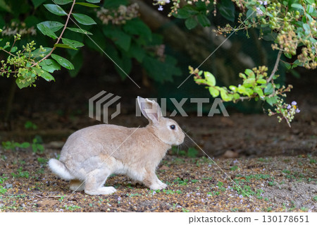 Forest rabbit 130178651