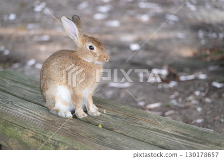 Baby rabbit sitting on a bench 130178657