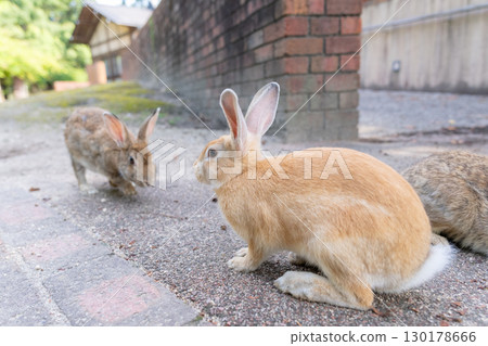 Matchmaking Rabbit 130178666