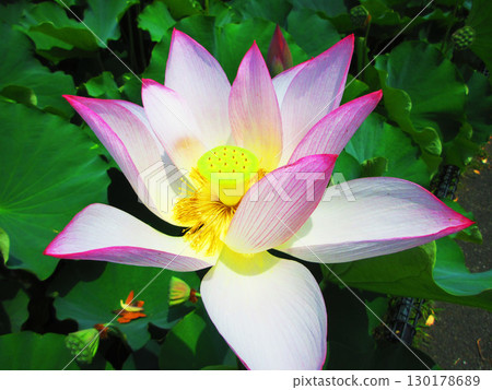 Lotus flower scenery at Adachi Horinouchi Park (Adachi Ward, Tokyo) Lotus flower scenery at Adachi Horinouchi Park (Adachi Ward, Tokyo) 130178689