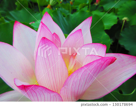 Lotus flower scenery at Adachi Horinouchi Park (Adachi Ward, Tokyo) Lotus flower scenery at Adachi Horinouchi Park (Adachi Ward, Tokyo) 130178694