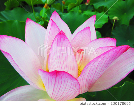 Lotus flower scenery at Adachi Horinouchi Park (Adachi Ward, Tokyo) Lotus flower scenery at Adachi Horinouchi Park (Adachi Ward, Tokyo) 130178695