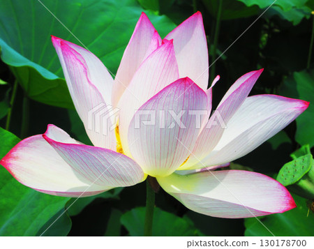 足立堀內公園的蓮花風景(東京都足立區) 足立堀內公園的蓮花風景(東京都足立區) 130178700