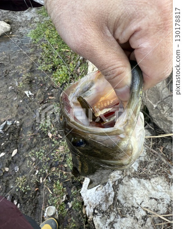 黑鱸魚抓住了 130178817