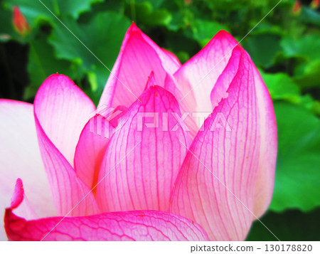 Lotus flower scenery at Adachi Horinouchi Park (Adachi Ward, Tokyo) 130178820