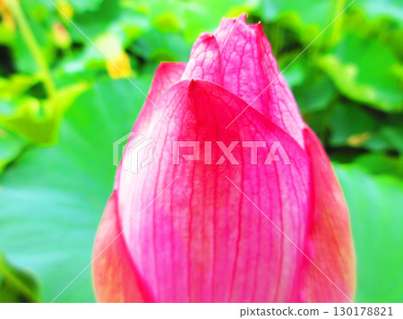 Lotus flower scenery at Adachi Horinouchi Park (Adachi Ward, Tokyo) 130178821
