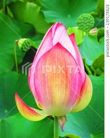 足立堀內公園的蓮花風景(東京都足立區) 足立堀內公園的蓮花風景(東京都足立區) 130178828