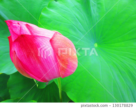 足立堀內公園的蓮花風景(東京都足立區) 足立堀內公園的蓮花風景(東京都足立區) 130178829