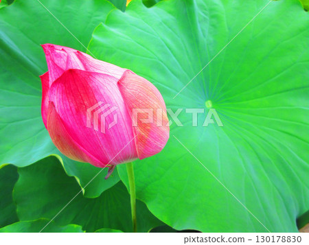 Lotus flower scenery at Adachi Horinouchi Park (Adachi Ward, Tokyo) 130178830