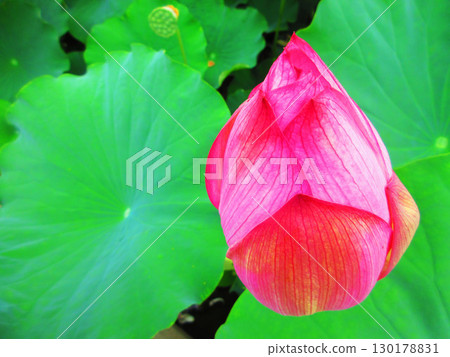 Lotus flower scenery at Adachi Horinouchi Park (Adachi Ward, Tokyo) 130178831